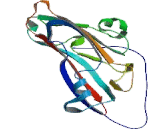 P-Selectin Glycoprotein Ligand 1 (PSGL1)