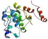 p53 Upregulated Modulator Of Apoptosis (PUMA)