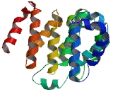 PARK2 Co Regulated Like Protein (PACRGL)