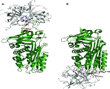 PAI-1/tPA Complex (tPA/PAI1)