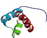 PBX/Knotted 1 Homeobox Protein 2 (PKNOX2)