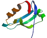 PDZ And LIM Domain Protein 1 (PDLIM1)