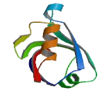 PDZ And LIM Domain Protein 2 (PDLIM2)