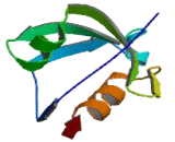 PDZ And LIM Domain Protein 4 (PDLIM4)