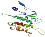 PDZ Binding Kinase (PBK)