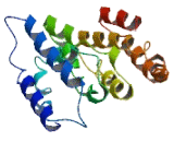 PNMA Like Protein 1 (PNMAL1)