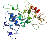 PNMA Like Protein 2 (PNMAL2)