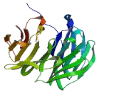 POC1 Centriolar Protein Homolog A (POC1A)