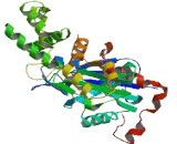 POTE Ankyrin Domain Family, Member F (POTEF)