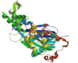 POTE Ankyrin Domain Family, Member I (POTEI)