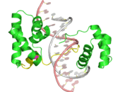 POU Domain Class 2 Associating Factor 1 (POU2AF1)