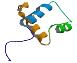 POU Domain Class 5 Transcription Factor 1B (POU5F1B)