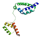 POU Domain Class 6 Transcription Factor 1 (POU6F1)