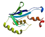 Desumoylating Isopeptidase 2 (DESI2)