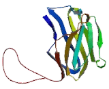 Paired Immunoglobin Like Type 2 Receptor Beta (PILRb)