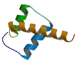 Paired Like Homeobox Protein 2A (PHOX2A)