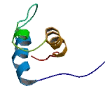 Paired Like Homeodomain Transcription Factor 1 (PITX1)