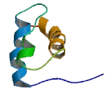 Paired Like Homeodomain Transcription Factor 2 (PITX2)