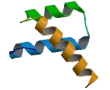 Paired Related Homeobox Protein 1 (PRRX1)