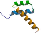 Paired Related Homeobox Protein 2 (PRRX2)