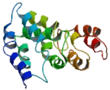 Palate/Lung And Nasal Epithelium Associated Protein (PLUNC)