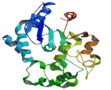 Palmitoyl Protein Thioesterase 1 (PPT1)