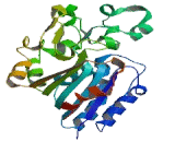 Palmitoyl Protein Thioesterase 2 (PPT2)