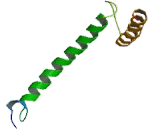 Pancreas Specific Transcription Factor 1a (PTF1a)