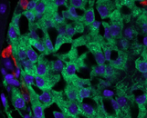 Pancreatic Islet β-Cells (βC)