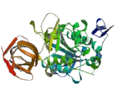 Pancreatic Lipase Related Protein 1 (PNLIPRP1)