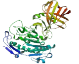 Pancreatic Lipase Related Protein 2 (PNLIPRP2)