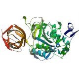 Pancreatic Lipase Related Protein 3 (PNLIPRP3)