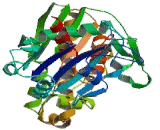 Pantothenate Kinase 1 (PANK1)