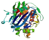 Pantothenate Kinase 4 (PANK4)