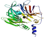 Paraoxonase 1 (PON1)