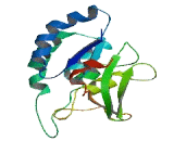 Patatin Like Phospholipase Domain Containing Protein 4 (PNPLA4)