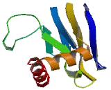 Patatin Like Phospholipase Domain Containing Protein 7 (PNPLA7)