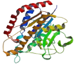 Patatin Like Phospholipase Domain Containing Protein 8 (PNPLA8)