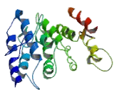 Pellino Homolog 1 (PELI1)