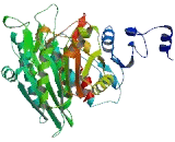 Peptidase B (PEPB)