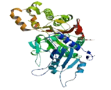 Peptidase D (PEPD)