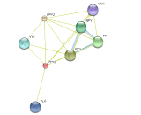 Peptide YY 2 (PYY2)