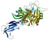 Peptidyl Arginine Deiminase Type I (PADI1)