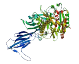 Peptidyl Arginine Deiminase Type IV (PADI4)