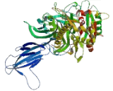 Peptidyl Arginine Deiminase Type VI (PADI6)