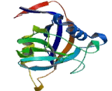 Peptidylprolyl Isomerase C (PPIC)