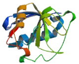 Peptidylprolyl Isomerase Domain And WD Repeat Containing Protein 1 (PPWD1)