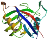 Peptidylprolyl Isomerase G (PPIG)