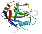 Peptidylprolyl Isomerase H (PPIH)