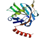 Peptidylprolyl Isomerase Like Protein 2 (PPIL2)